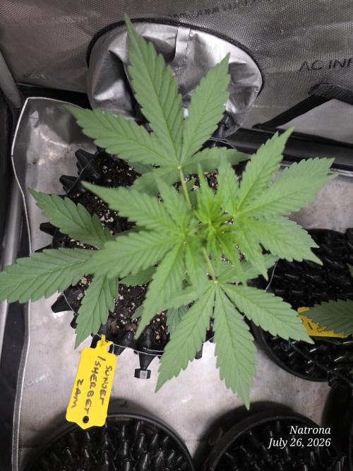 Sunset Sherbet auto. Week 2