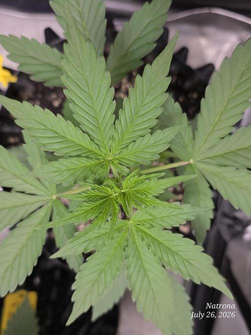 Sunset Sherbet auto. Week 2