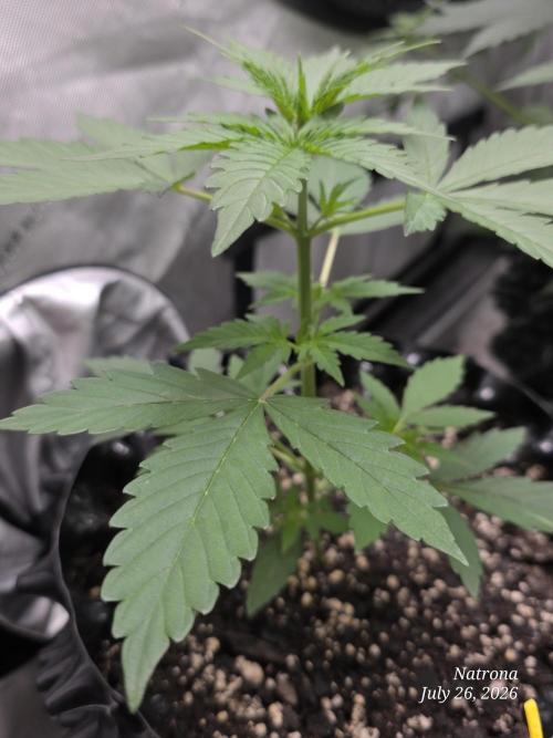 Sunset Sherbet auto. Week 2