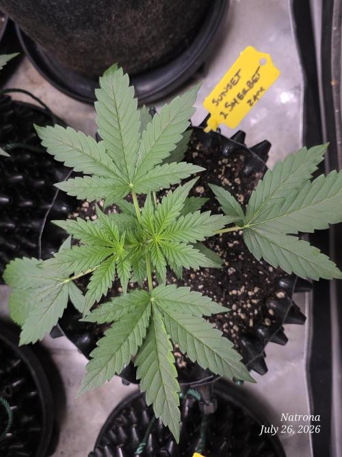 Sunset Sherbet auto. Week 2