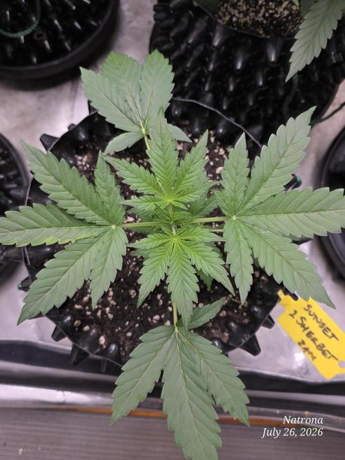 Sunset Sherbet auto. Week 2