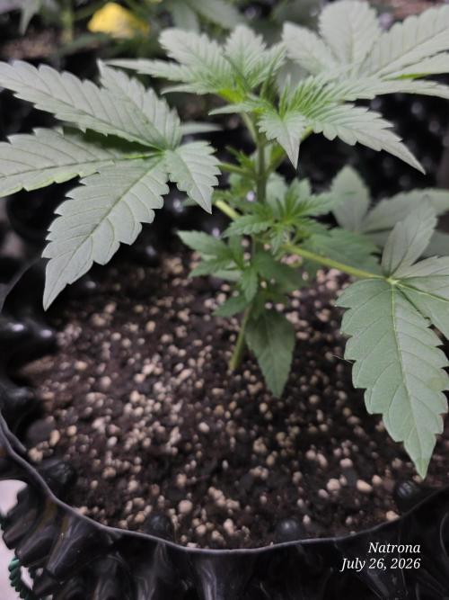 Sunset Sherbet Automatic. Week 2
