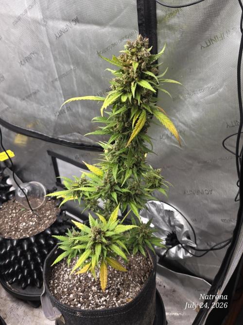 Whorled Phyllotaxy-Hawaiian Snow auto. Week 12