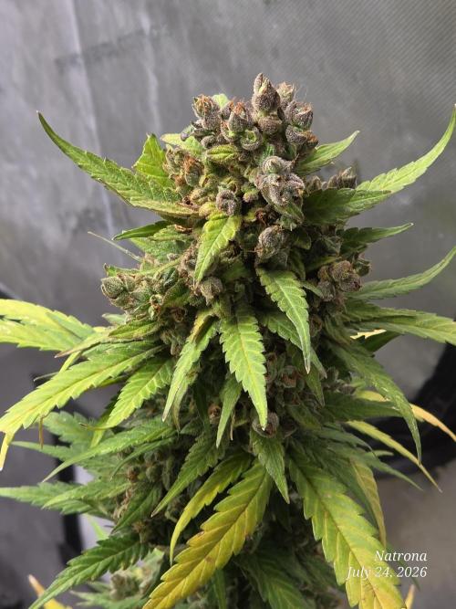 Whorled Phyllotaxy-Hawaiian Snow auto. Week 12