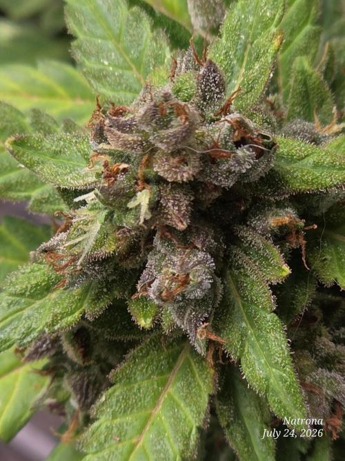 Whorled Phyllotaxy-Hawaiian Snow auto. Week 12