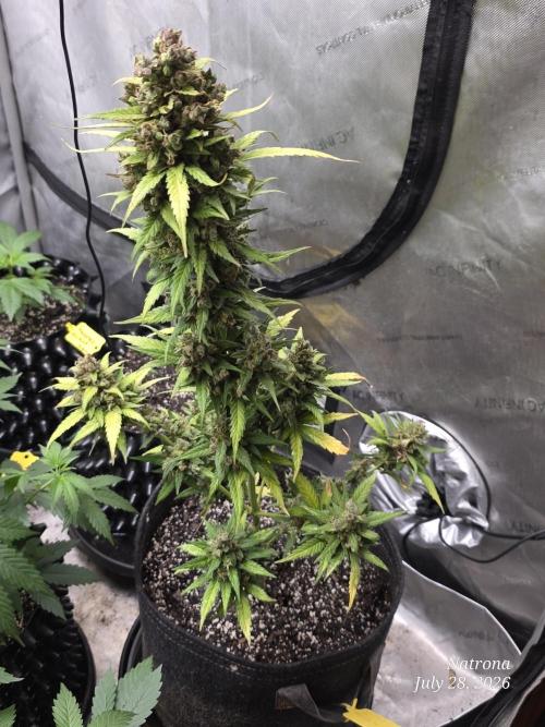 Whorled Phyllotaxy-Hawaiian Snow auto. Week 12