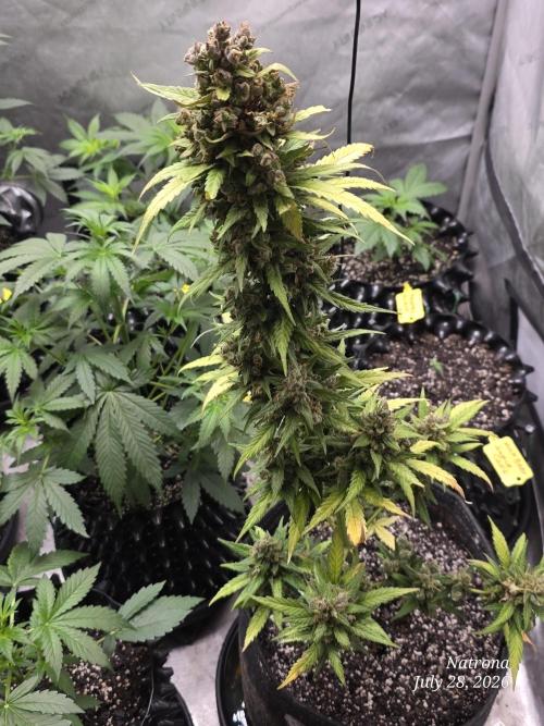 Whorled Phyllotaxy-Hawaiian Snow auto. Week 12