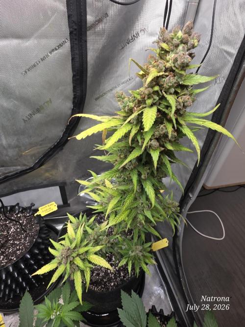 Whorled Phyllotaxy-Hawaiian Snow auto. Week 12
