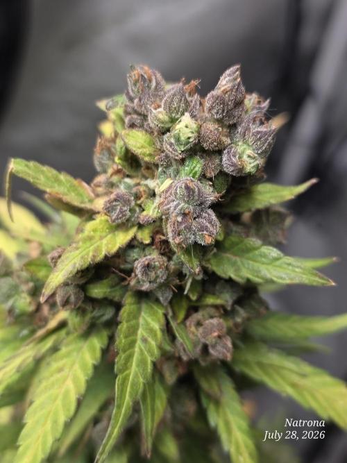 Whorled Phyllotaxy-Hawaiian Snow auto. Week 12