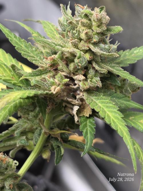 Whorled Phyllotaxy-Hawaiian Snow auto. Week 12