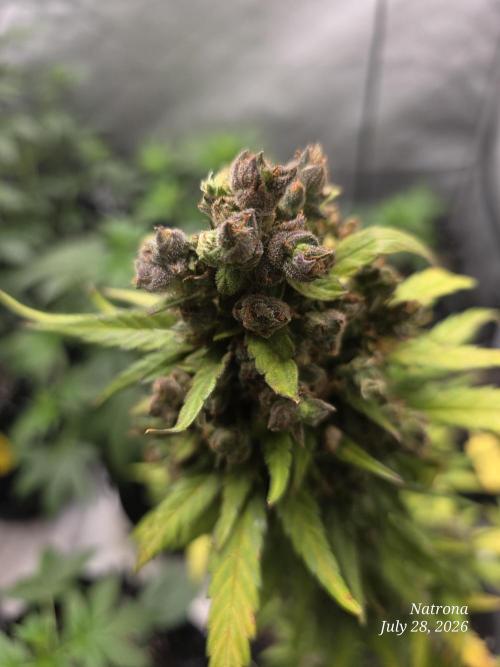 Whorled Phyllotaxy-Hawaiian Snow auto. Week 12