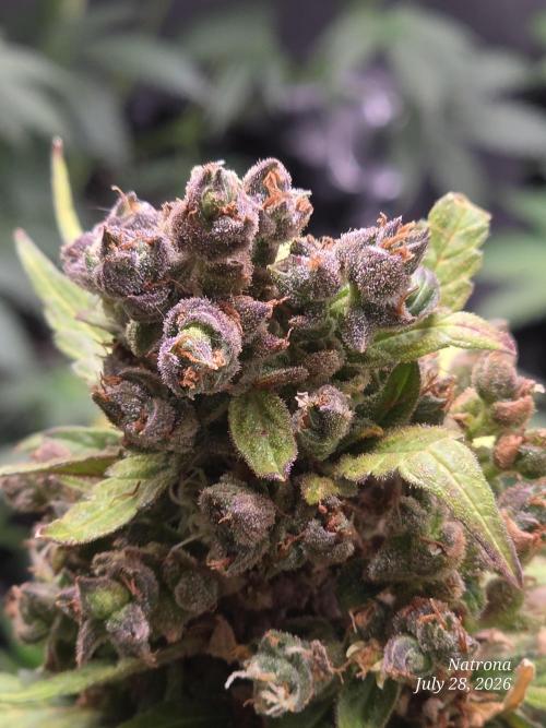 Whorled Phyllotaxy-Hawaiian Snow auto. Week 12