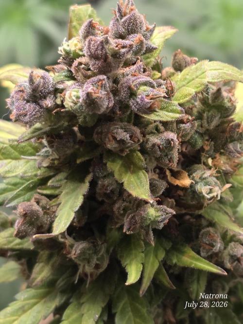 Whorled Phyllotaxy-Hawaiian Snow auto. Week 12