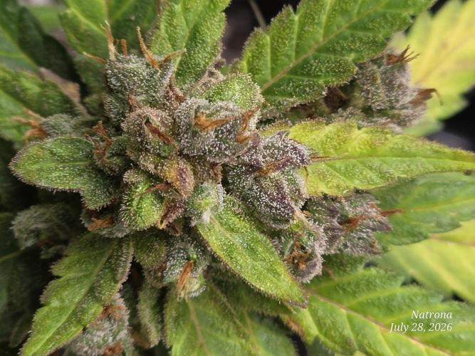 Whorled Phyllotaxy-Hawaiian Snow auto. Week 12