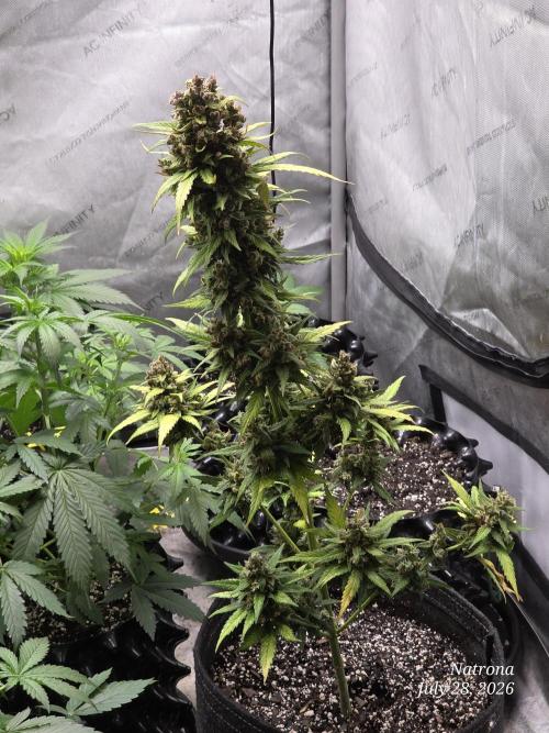 Whorled Phyllotaxy-Hawaiian Snow auto. Week 12
