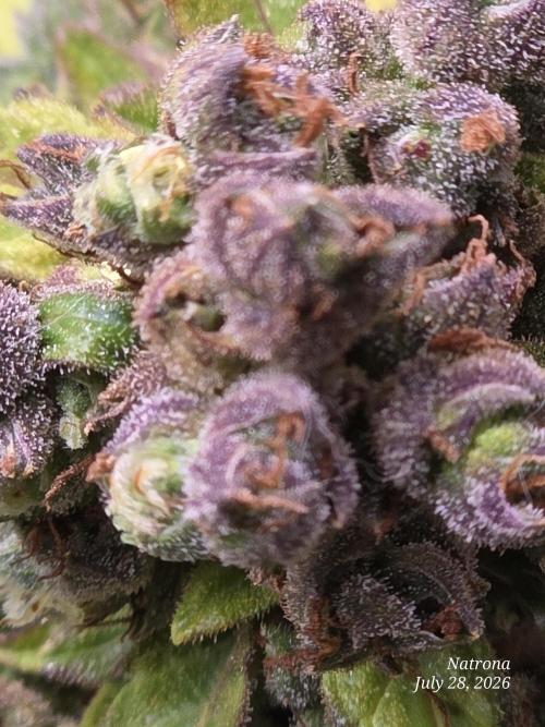 Whorled Phyllotaxy-Hawaiian Snow auto. Week 12