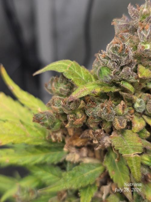 Whorled Phyllotaxy-Hawaiian Snow auto. Week 12