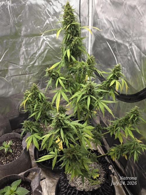 White Widow X Crystal Meth Outside 2026. Week 13