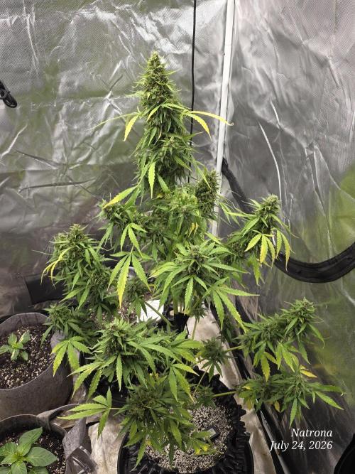 White Widow X Crystal Meth Outside 2026. Week 13