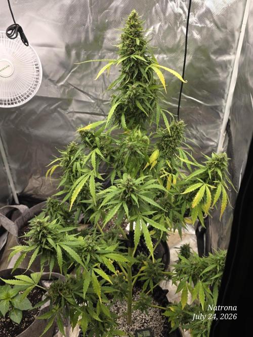 White Widow X Crystal Meth Outside 2026. Week 13