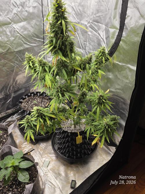 White Widow X Crystal Meth Outside 2026. Week 13