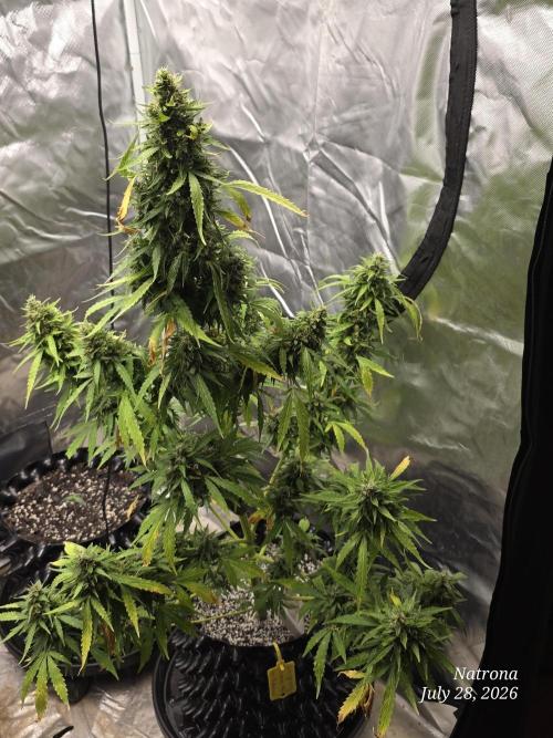 White Widow X Crystal Meth Outside 2026. Week 13