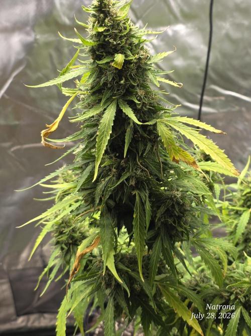 White Widow X Crystal Meth Outside 2026. Week 13