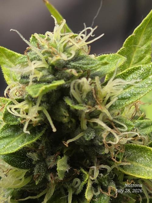 White Widow X Crystal Meth Outside 2026. Week 13