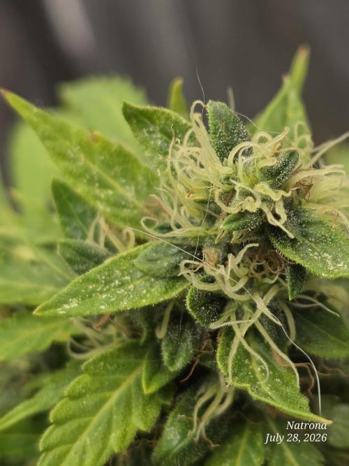 White Widow X Crystal Meth Outside 2026. Week 13