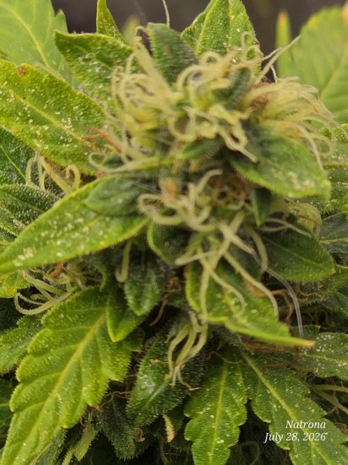 White Widow X Crystal Meth Outside 2026. Week 13
