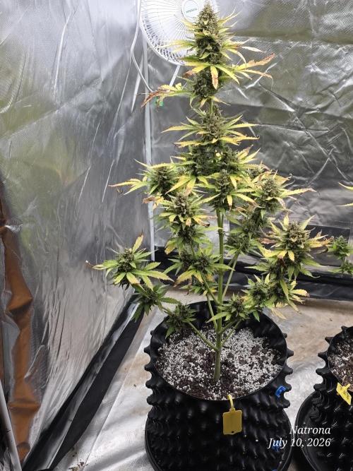 Amnesia auto Outside 2026 SeedSupreme. Week 11