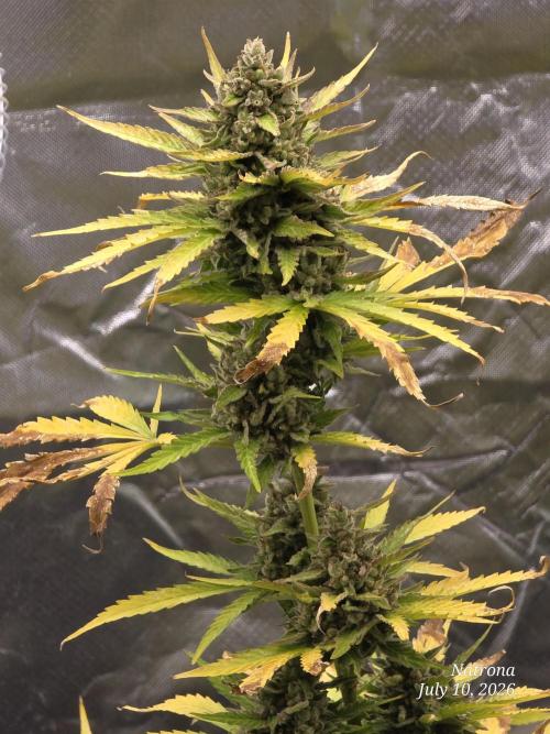 Amnesia auto Outside 2026 SeedSupreme. Week 11