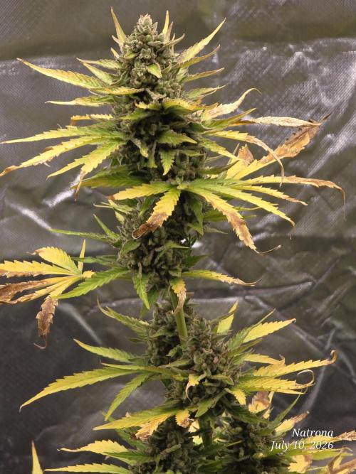Amnesia auto Outside 2026 SeedSupreme. Week 11