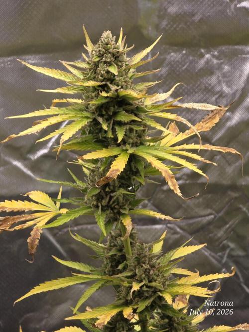 Amnesia auto Outside 2026 SeedSupreme. Week 11