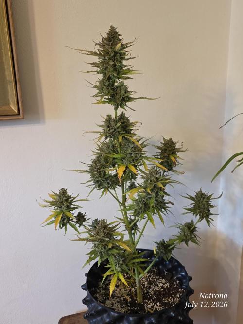 Amnesia auto Outside 2026 SeedSupreme. Week 11