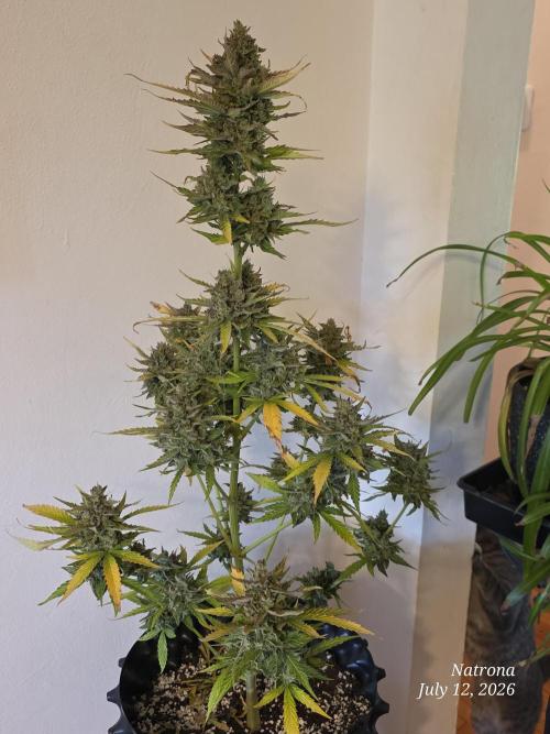 Amnesia auto Outside 2026 SeedSupreme. Week 11