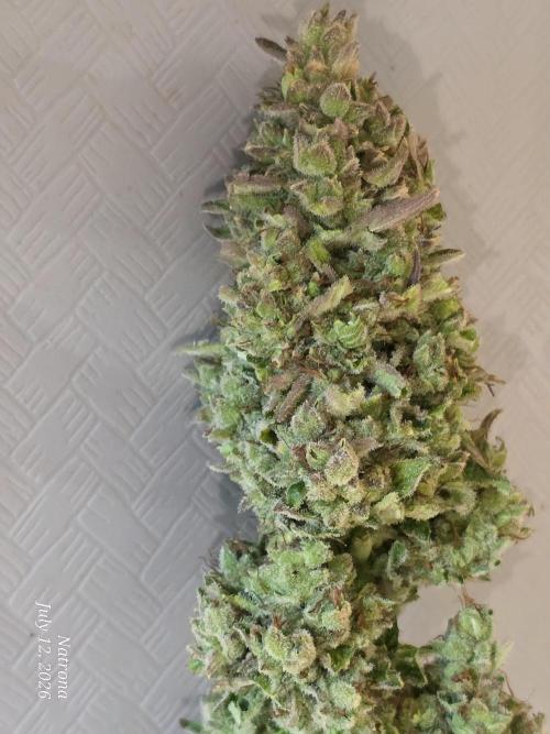 Amnesia auto Outside 2026 SeedSupreme. Week 11