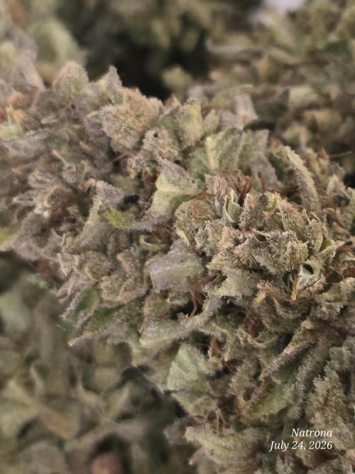Amnesia auto Outside 2026 SeedSupreme. Week 11
