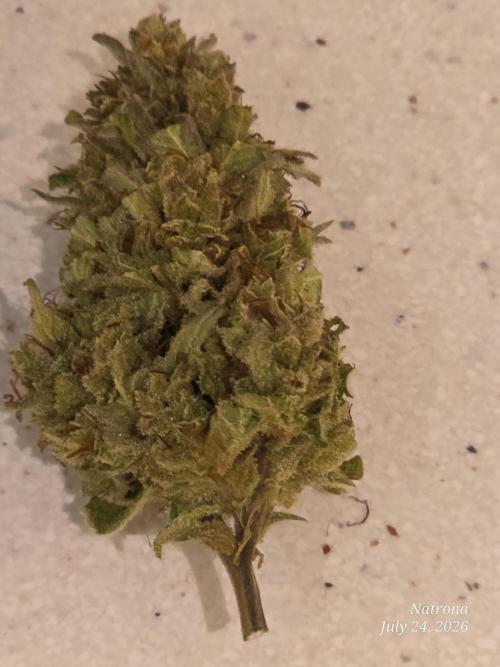 Amnesia auto Outside 2026 SeedSupreme. Week 11