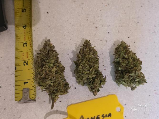 Amnesia auto Outside 2026 SeedSupreme. Week 11