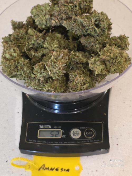 Amnesia auto Outside 2026 SeedSupreme. Week 11
