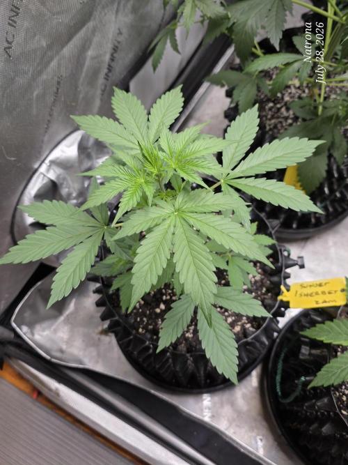 Sunset Sherbet auto. Week 3