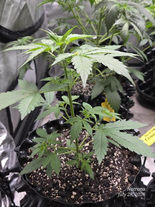 Sunset Sherbet auto. Week 3