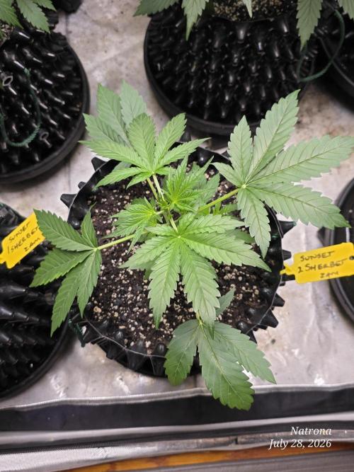 Sunset Sherbet auto. Week 3