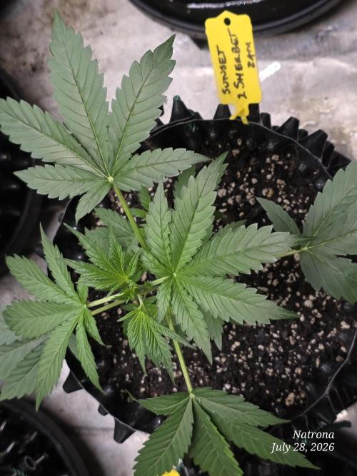 Sunset Sherbet auto. Week 3