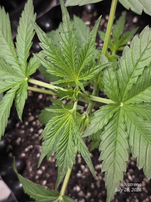 Sunset Sherbet auto. Week 3
