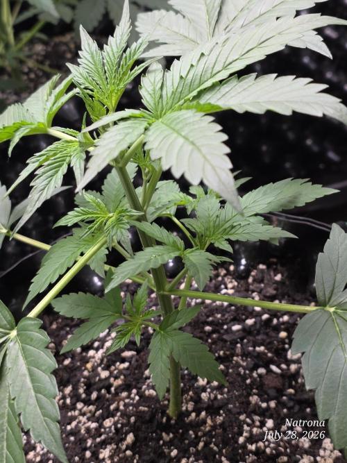 Sunset Sherbet auto. Week 3