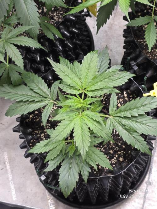 Sunset Sherbet auto. Week 3
