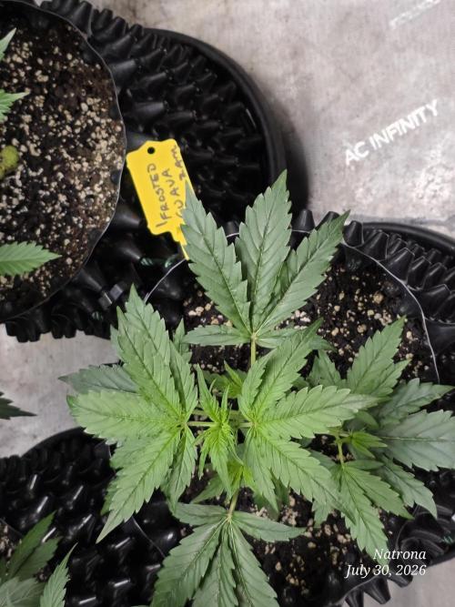 Sunset Sherbet auto. Week 3
