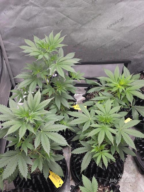 Auto Wappa. Week 4